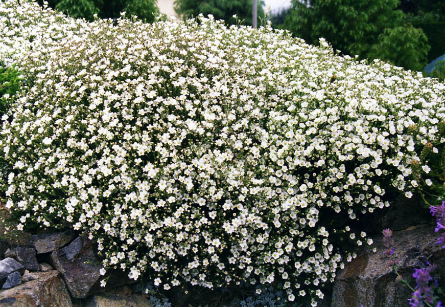 Minuartia capillacea photo